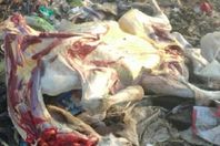 العثور على 7 حمير مذبوحة بالمنوفية