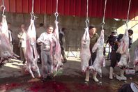 بالأسعار.. لحوم الأضاحي بالفيوم للفرجة فقط 