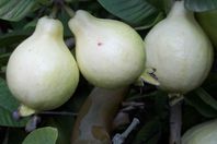 تعرف على فوائد الفاكهة صاحبة الرائحة النافذة "الجوافة"