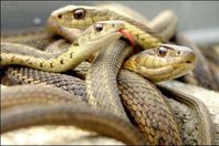 بالفيديو.. برازيلي يستخدم "البلونات" لمواجهة الأفاعي