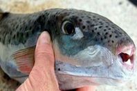 ضبط 131 كيلوجرامًا من سمك "البقرة" السام بالإسكندرية