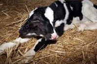 بقرة تلد عجلاً برأسين في الوادي الجديد