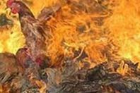 نفوق آلاف الدواجن في حريق مزرعة بسيدي سالم