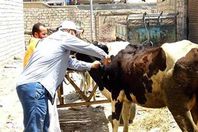 بيطرى إسنا يجرى الاختبارات للكشف على السل