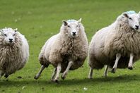 خرفان تتعاطى الحشيش وتحاول الانتحار 