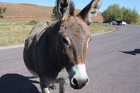 إصابة 3 أشخاص في حادث بسبب "حمار"