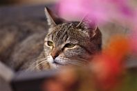 القطط بـ 9 أرواح.. القدماء المصريون يكشفون السر