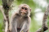 زوجان هنديان يوصيان بثروتهما كاملة لـ"قرد"