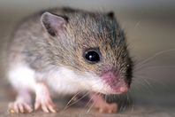 باحثون يطورون "أجنة اصطناعية" من الفئران