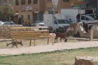 إهدار مليوني جنيه.. والتنزه للكلاب الضالة والماعز