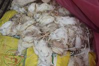 بالصور.. إحباط تهريب 4 أطنان دواجن نافقة بالفيوم