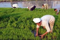 معلومة خطيرة يكشفها وزير البيئة بشأن زراعة الأرز