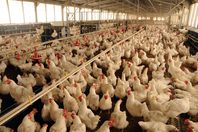 لعنة "الحمير" تصيب الدواجن