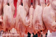 القوات المسلحة تدعم الوادي الجديد بـ15 طن دواجن ولحوم