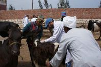 تحصين الماشية ضد الحمى القلاعية والوادي المتصدع