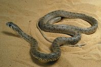 هاشتاج "ثعابين القناطر" يغزو "الفيس بوك"