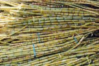 انتهاء شحن محصول قصب السكر.. غدًا