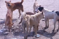 حملة للقضاء على الكلاب الضالة بالقصير