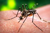 بعوضة "زيكا " تدخل المنيا وأسيوط