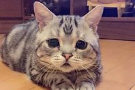 شاهد.. "أتعس" قطة علي الإنترنت