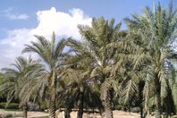 2500 نخلة مصابة بالإيدز