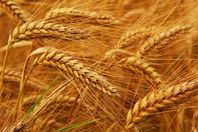 خدعة تبريد القمح.. هل يصدقها "البنا"؟