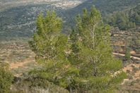  المَرْجُ ..مَرْعى النبات والدَّوابِّ