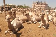 إجراءات بيطرية مشددة لاستقبال شحنة جمال سودانية