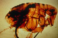 ظهور الطاعون في مدغشقر.. و«الصحة العالمية» تحذر من تفشيه