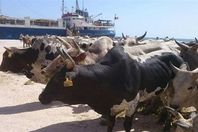 موانئ بورسعيد تستقبل 7152 ألف رأس ماشية حية