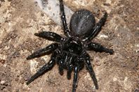 هروب عائلة بريطانية من العنكبوت السام