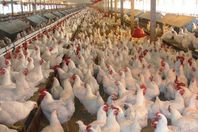 غلق 5 مزارع دواجن بشبين الكوم