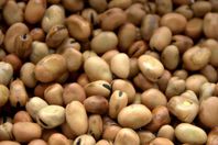 ضبط  "فول" غير صالح للاستهلاك الآدمي بقوص