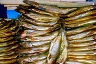 ضبط كمية ضخمة من السمك والرنجة الفاسدة بالمنوفية