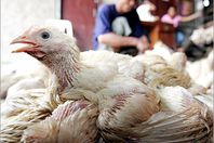 إصابة ربة منزل بـ"إنفلونزا الطيور"