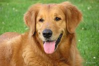 لقاء حار بين كلب وصاحبته بعد غياب