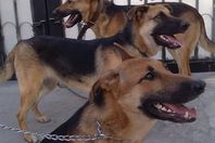 كلاب مهددة بالقتل بحي صيني