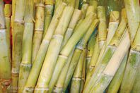 دعوى قضائية ببطلان انتخابات جمعية القصب