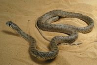 بالصور.. الثعبان الذى أبهر العالم وهزم الجيش