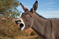  حواش يعلن سبب زيادة "ذبح الحمير" فى الفترة الأخيرة