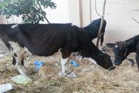 تحصين 1000 عجل بلقاح الحمى القلاعية بالغردقة