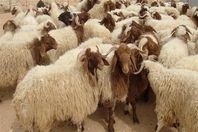 أضاحي بورسعيد.. 60 جنيهًا للكيلو