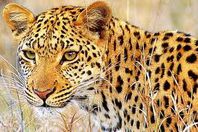 فهد بين مرضى مستشفى هندي!