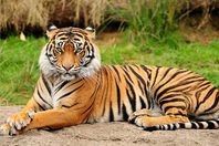 شاهد .. "نمر" جبان يقفز من الطابق الحادي عشر