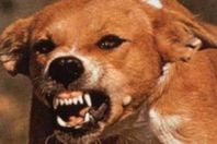 عودة" السلعوة" مجددا بأسوان