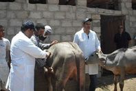 تحصين 544 رأس ماشية بلقاح الجدري بساحل سليم