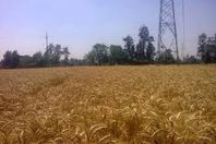 زراعة بني سويف تبدأ في استلام محصول القمح من المزارعين