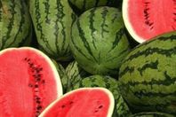 بالفيديو.. البطيخ الإيراني يزعج دول الخليج