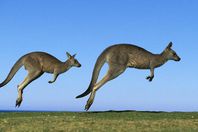 كنغر يسبب هيجان استرالى