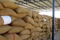 مصر تشتري 60 ألف طن من القمح الأوكراني